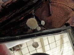 Mycena albidocapillaris