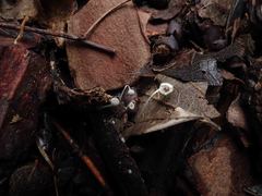 Mycena albidocapillaris
