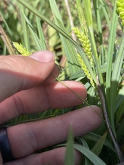Carex flaccosperma