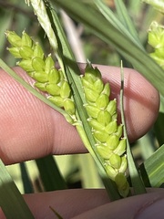 Carex flaccosperma