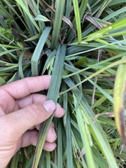 Carex flaccosperma