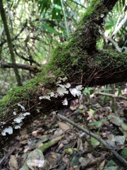 Trametes membranacea