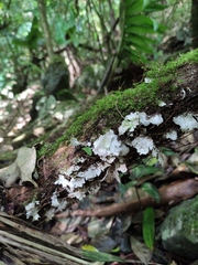 Trametes membranacea