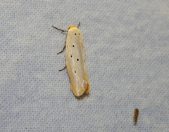 Ethmia rhomboidella