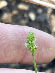 Carex leavenworthii