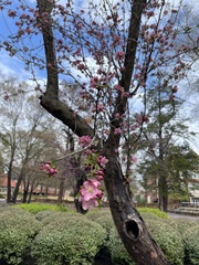Malus angustifolia