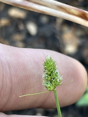 Carex leavenworthii