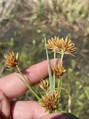 Rhynchospora indianolensis