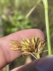 Rhynchospora indianolensis