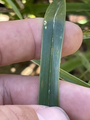 Rhynchospora indianolensis