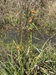 Rhynchospora indianolensis