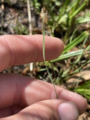 Eleocharis wolfii
