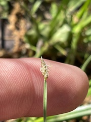 Eleocharis wolfii