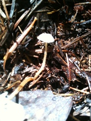 Strobilurus ohshimae