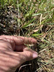 Eleocharis wolfii