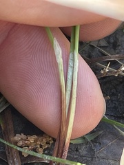 Eleocharis wolfii