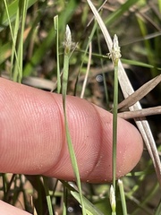 Eleocharis wolfii