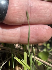 Eleocharis wolfii
