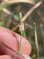 Eleocharis wolfii