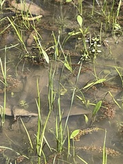 Eleocharis wolfii