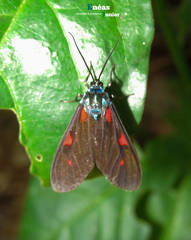 Cyanopepla fastuosa