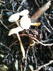 Strobilurus ohshimae