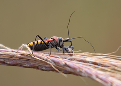 Rhynocoris segmentarius