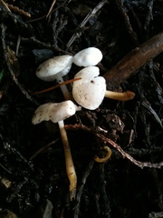 Strobilurus ohshimae