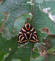 Hemerophila albertiana