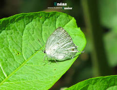 Ostrinotes sophocles