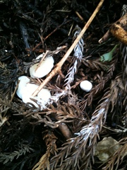 Strobilurus ohshimae