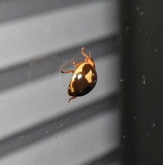 Harmonia antipoda