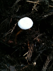 Strobilurus ohshimae