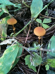 Conocybe arrhenii