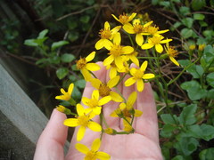 Senecio angulatus