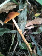 Conocybe arrhenii