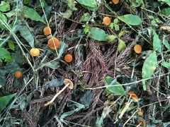 Conocybe arrhenii