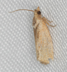 Cryptophlebia illepida