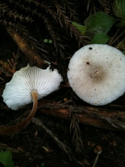 Strobilurus ohshimae