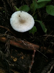 Strobilurus ohshimae