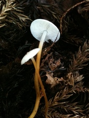 Strobilurus ohshimae