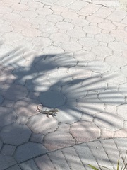 Leiocephalus psammodromus