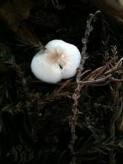 Strobilurus ohshimae