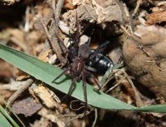 Anachemmis