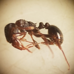 Tetramorium forte