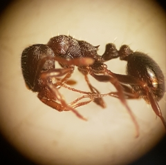 Tetramorium forte