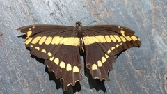 Heraclides thoas