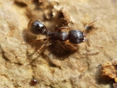 Tetramorium forte