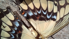 Heraclides thoas
