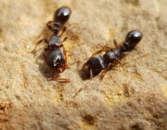 Tetramorium forte